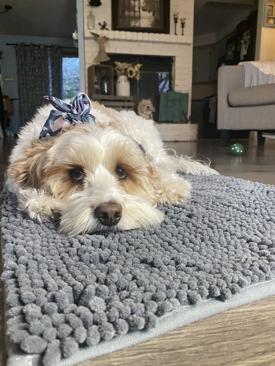 Muddy Mat Review 2026: The Best Dog Mats & Beds That Actually Keep Your Home Clean